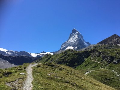 Wildblumen auf einer Almwiese